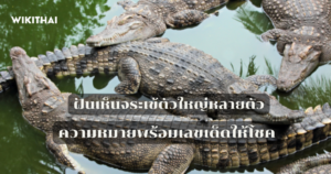 ฝันเห็นจระเข้ตัวใหญ่หลายตัว