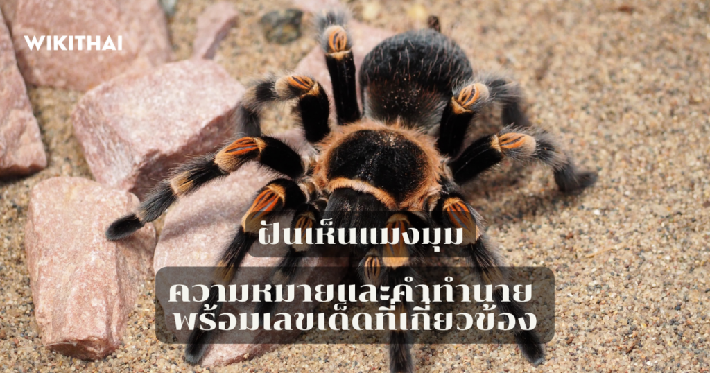 ฝันเห็นแมงมุม