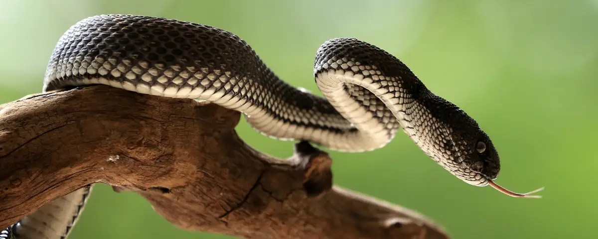 ทำนายฝัน งู